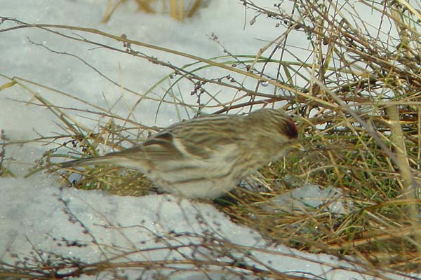 Gråsisken Gråsisken