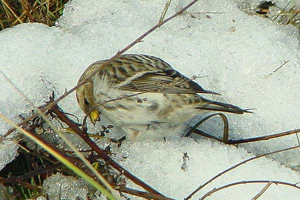 Gråsisken Gråsisken